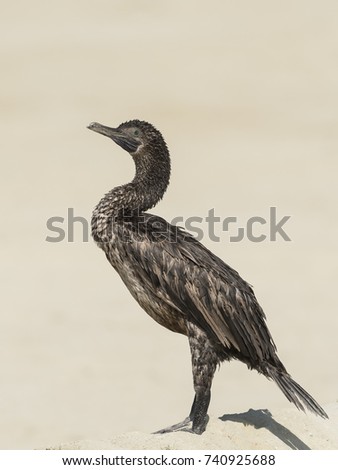 Socotra cormorant wandering in the hot dry land 