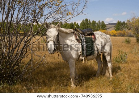 White Mongolian horse tied to a tree. Khuvsgol, Mongolia.