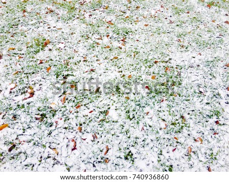 the first snow lies on the grass and leaves