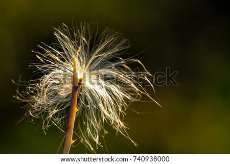 Nature new year: A flying seed stuck in the thorns of a branch against dark background ilumined like fireworks . Brazil savanna.
