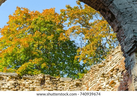 Ruins of old greenhouses on the background of autumn forest