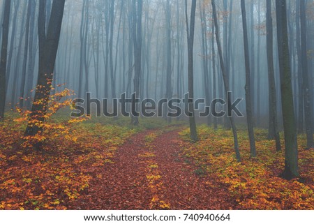 Autumn foggy mystical forest, bright fall colors nature background suitable for wallpaper