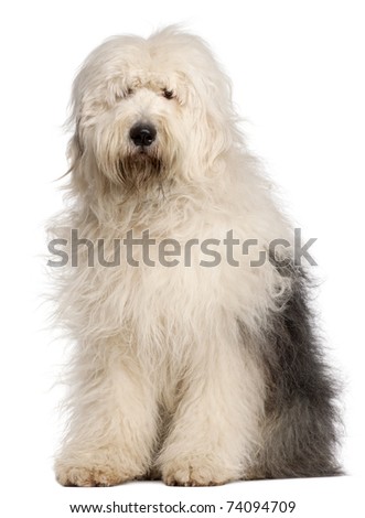 Old English Sheepdog, 2 and a half years old, sitting in front of white background Royalty-Free Stock Photo #74094709