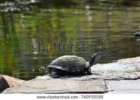 Turtle sitting on rocks sunbathing