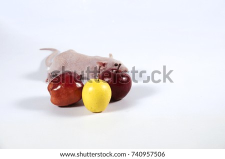 Little funny decorative rat and apples on a white background.