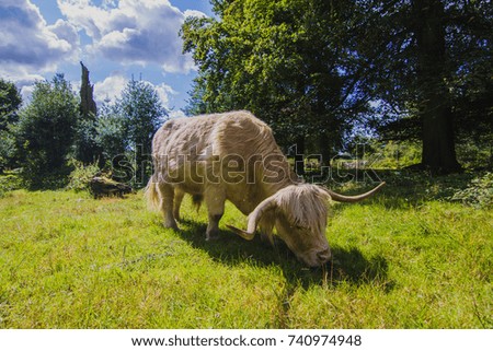 A hairy white bull grazing in a field