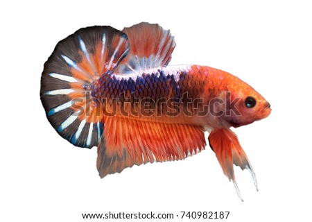 halfmoon betta fish isolated on white background, siamese fighting fish, Betta fish, fancy betta fish