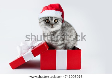 Scottish lop-eared cat in a gift box in a Santa Claus hat. 