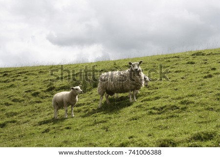 Sheep Nature Landscape Background