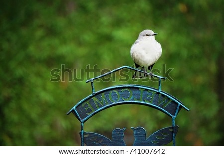 A single North Mocking  bird perching on the bird feeder stand on the blurry background garden, Autumn in Ga USA.