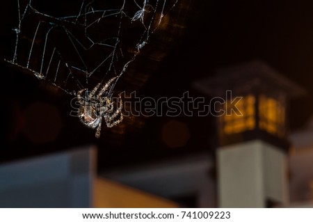 Spooky Spider hanging down from spider web showing close up details of multiple spikes on spider body