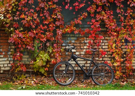 Bicycle standing near fence with colorful ivy. Fall season background