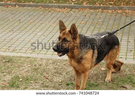 German Shepherd Dog.