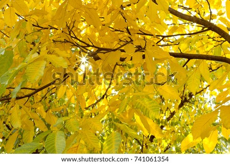 Autumn leaves with sun, background. Autumn branches in wood.