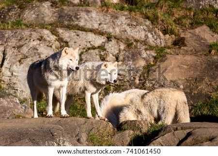 Arctic wolf standing gaurd while the pack consume a recent kill, pictured in late autumn, north Quebec, Canada.