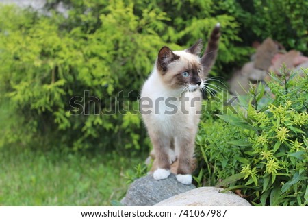 Young white cat with blue eyes sitting on the stone in the green garden