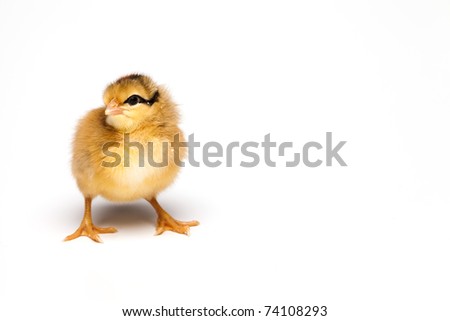 Yellow chick