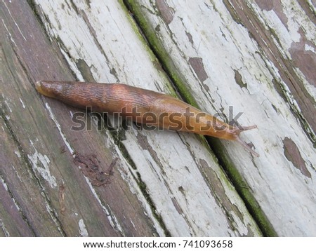 Slug on wood planks