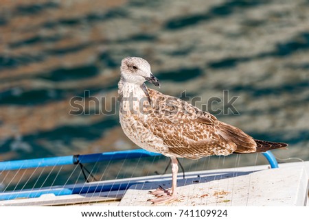 Seagull stands on the background of water in Sete, France. Close-up