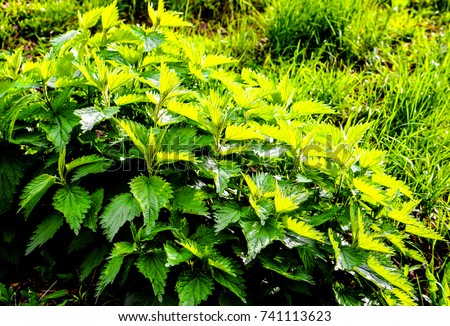 heel with fresh green nettle. Detailed picture of the fresh and green stinging nettle. Warm day light with soft sunny rays in the background.Urtica dioica, often called common nettle or stinging nettl