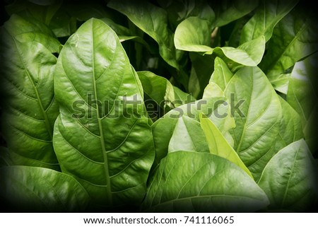 Green leaves texture background