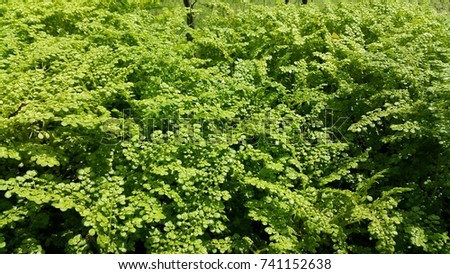 Green ornamental plants at the garden Royalty-Free Stock Photo #741152638