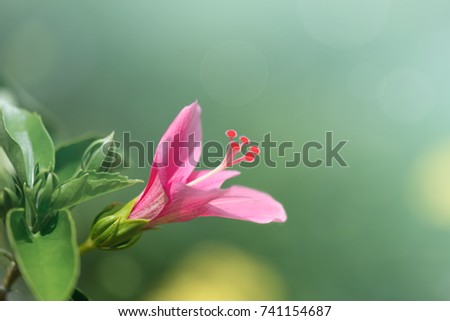 Hibiscus Flower blooming in pink color , clear background on  bright sunny day. Pink Hibiscus on green background