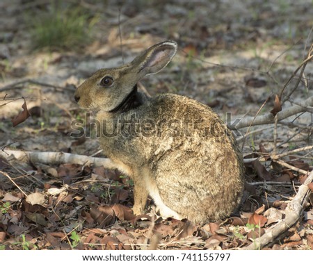 black naped hare sitting and resting, Indian hare 