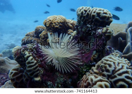 Tube worm, Keelworm Live in a rock nook Or by the coral reef When an enemy comes near, it raises itself down the pipe.