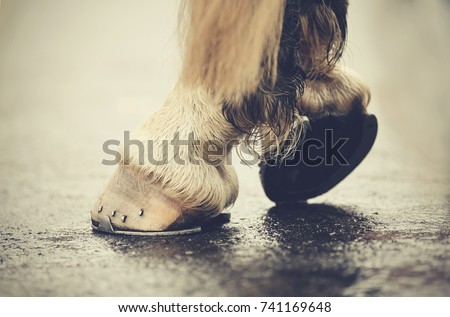 The hoofs with horseshoes. Hoofs of the horse standing on asphalt. Royalty-Free Stock Photo #741169648