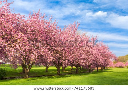 Cherry tree blossom explosion on a sunny April morning, in Hurd Park, Dover, New Jersey. Royalty-Free Stock Photo #741173683