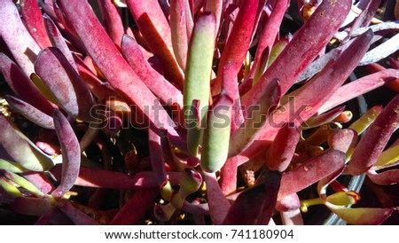Cotyledon Lady Fingers Succulent