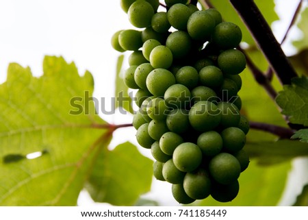 a single fresh grape is hanging in the wine yard still on the plant, surrounded by leafs.  The perspective is from below the plant. The grape can be isolated. The main color of the picture is green. 