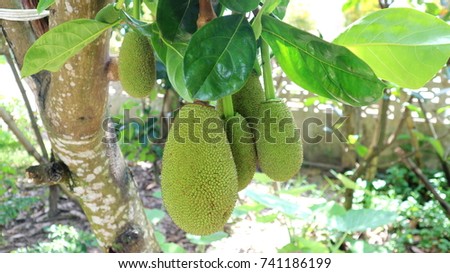 Jack fruit Tree and young Jack fruits