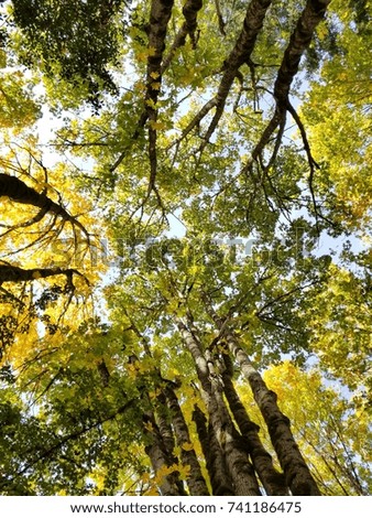 Green and yellow canopy