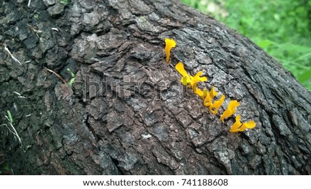 Mushroom spore