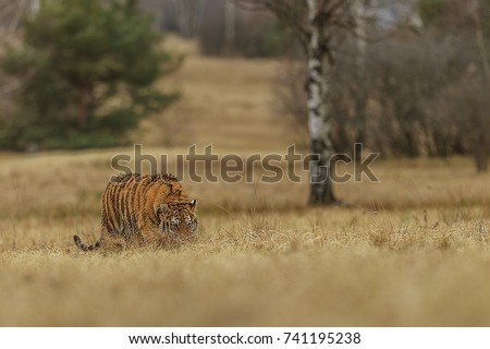 Siberian tiger, Panthera tigris altaica, low angle photo in direct view, running in the water directly at camera with water splashing around. Attacking predator in action. Tiger in taiga environment.
