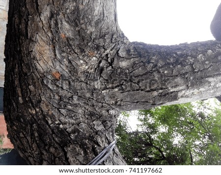 The Tree Bark texture. 