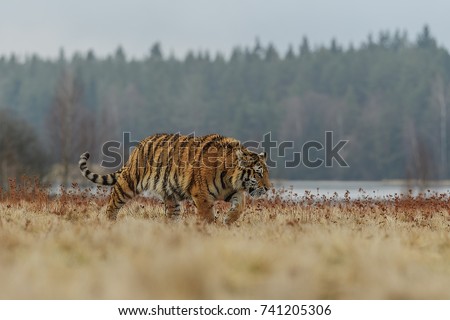 Siberian tiger, Panthera tigris altaica, low angle photo in direct view, running in the water directly at camera with water splashing around. Attacking predator in action. Tiger in taiga environment.
