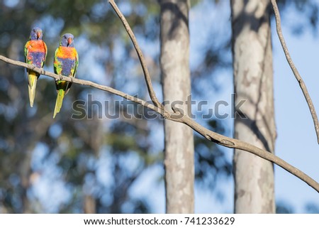 Rainbow Lorikeets sitting on the branch in the forest
