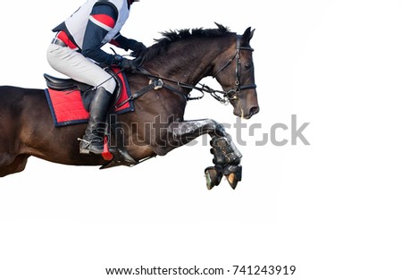 Jumping horse isolated on white background.
