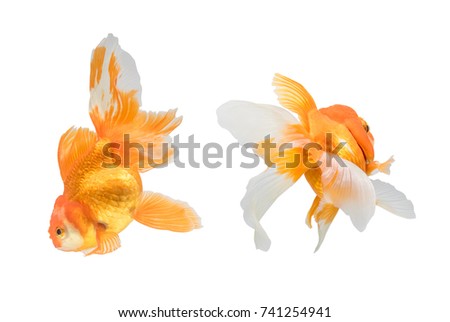 goldfish isolated on white background. File contains a clipping path.