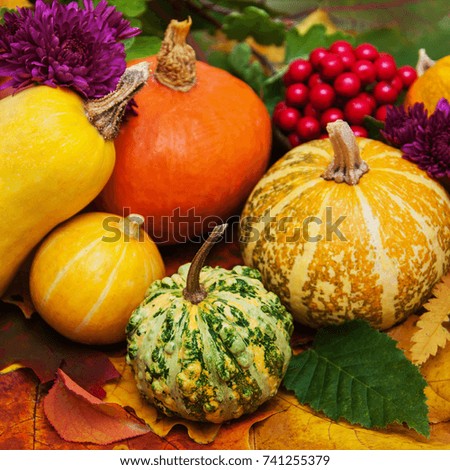 Pumpkins on the background with  autumn  leaves 