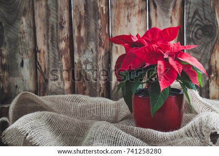 Christmas Poinsettia isolated on the vintage wooden background. Toned image. Royalty-Free Stock Photo #741258280