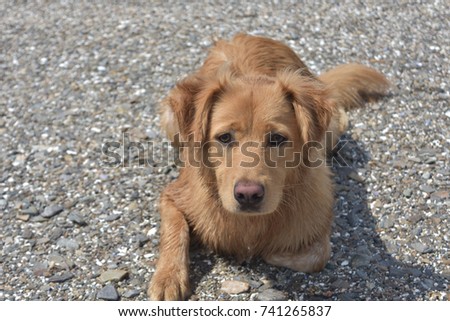 Beautiful scotty puppy laying on a rocky beach 