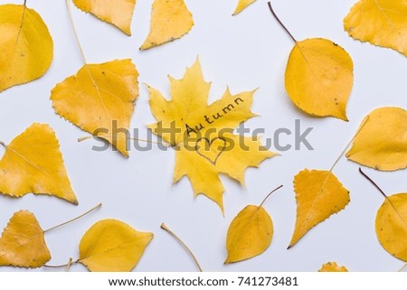 Autumn composition, a picture of autumn leaves on a white background.