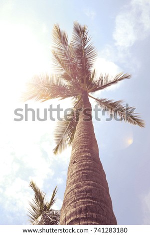 
Relax in tropical paradise, below coconut palm tree