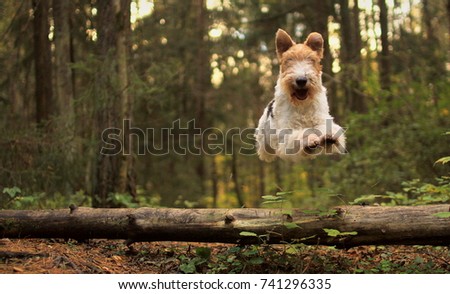 Fox terrier action Royalty-Free Stock Photo #741296335
