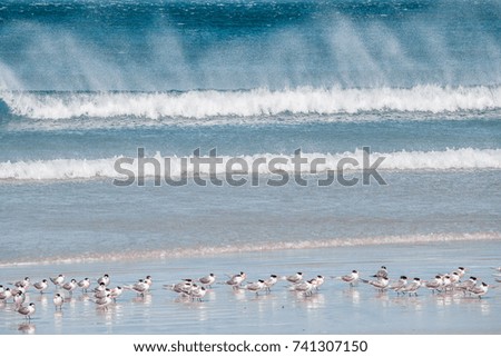 Birds nesting on ocean beach with big waves coming towards them