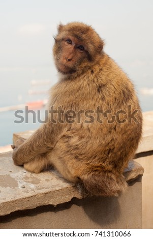 an ape called barbary macaque is sitting and looking at you in Gibraltar. 
